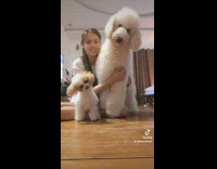 Girl two dogs head tilt to sound