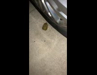Two frogs little kid car tire