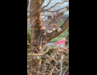 Two squirrels climb on the tree branch