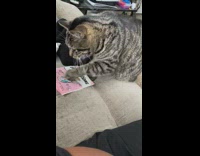 Cat tries to open temptations treat bag 