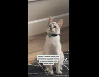 Emotional support cat looks concerned 