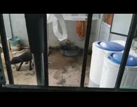 Black dog in water basin fight other dog