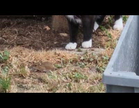 Cat and mouse together by trash bin