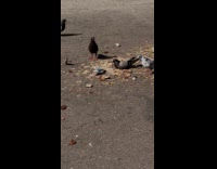 Pigeons eat food waste scattered on road