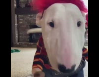 White dog chucky halloween costume red wig