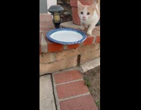 Stray kitten shows up to womans porch 