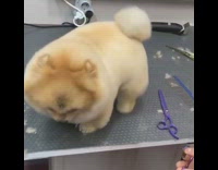 Collab Pets_For_All - Haircut time