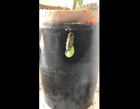 Monarch caterpillar makes its cocoon time lapse