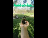 Girl feeds black yellow bird from hand 