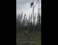 Collab VIBES - guy shakes tree branch until it snaps 