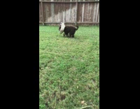 Brown Dog With Cow Cone Runs Across Grass In Slowmo
