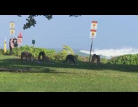 Four women bend over rotate butt exercise