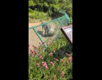 Zebra plays with ball inside the zoo