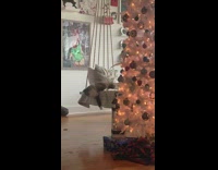 Guy laughs at cat on swinging bench 