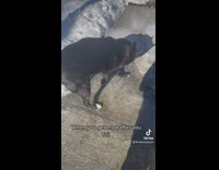 Dog slips on icy floor then digs the floor in frustration