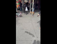 Woman films robot dog walking on sidewalk