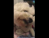 White dog laying licking ice cream out of chocolate waffle cone