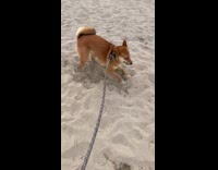 Collab BitchMP - Shiba Inu dog digging in sand having great time 