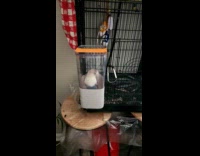 Bird pretending to be stuck to escape 