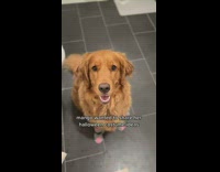 Golden retriever shows off various Halloween costumes 