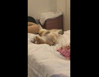 Brown cat lays on back legs spread 