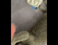 Grey kitten cat pink scrunchie white purse