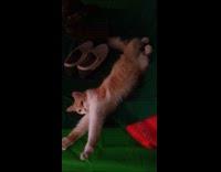 Orange white cat lay beside pair of shoes