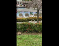 Green bathing suit girl sits twerks poolside 