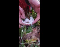 Ice looks like hair melt on hand