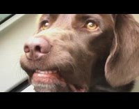 Brown dog shows teeth in car 