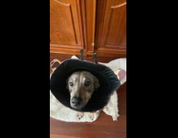 Collab Clips MPUGC2 - Dog wearing giraffe design cone 