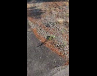 Old man watering grass shame 