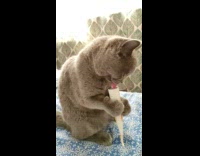 Grey cat licks tube holding it with paws 