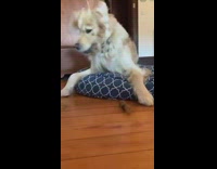 Brown dog lying on blue bed playing with chew toy