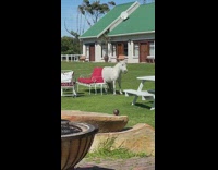 White horse scratches its butt on the chair