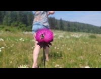 Bee on a thistle flower
