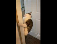 Collab BitchMP - Cat hanging on door frame jumps and runs away 