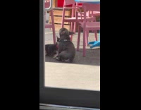 Dog sitting and spinning in place