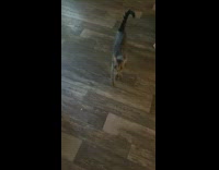 Pet Cat gets afraid when its owner open the door