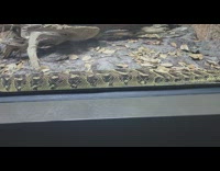 Large snake slither beside glass zoo enclosure