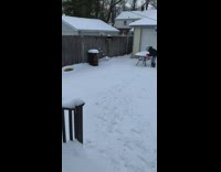 Small brown dog runs around snow backyard 