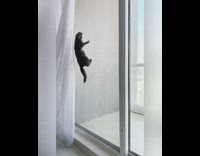 Grey cat climbs screen window windowsill day