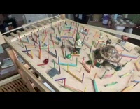 Guy races twelve marbles on obstacle course 