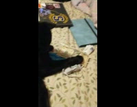 Pet cat prevents filmer to grab the money