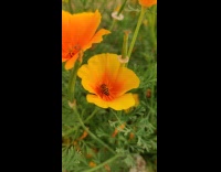 Bee collecting pollen from flower