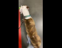 Dog holds toy in mouth at store