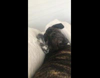 Grey white bunny climbs large brown dog 