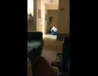 Black cat fetch toy crash on table