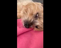 Dog sleeps and snores loudly looks possessed