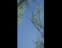 Sunlight reflect on leaves make it shine